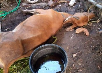 PMK Pada Ternak Bisa Dikendalikan