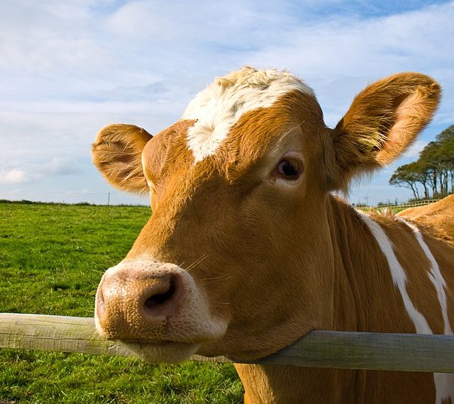 KTT G20 Bali Tidak Akan Terganggu PMK