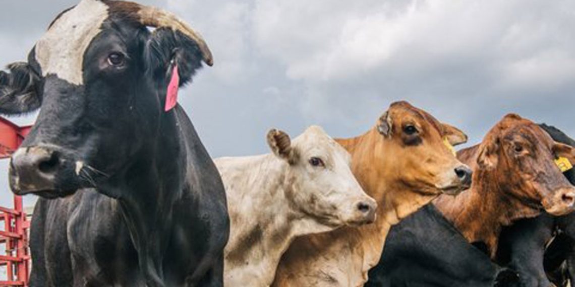 PMK Pada Ternak Bisa Dikendalikan