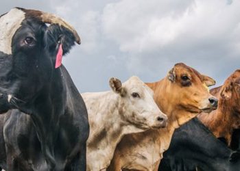 PMK Pada Ternak Bisa Dikendalikan