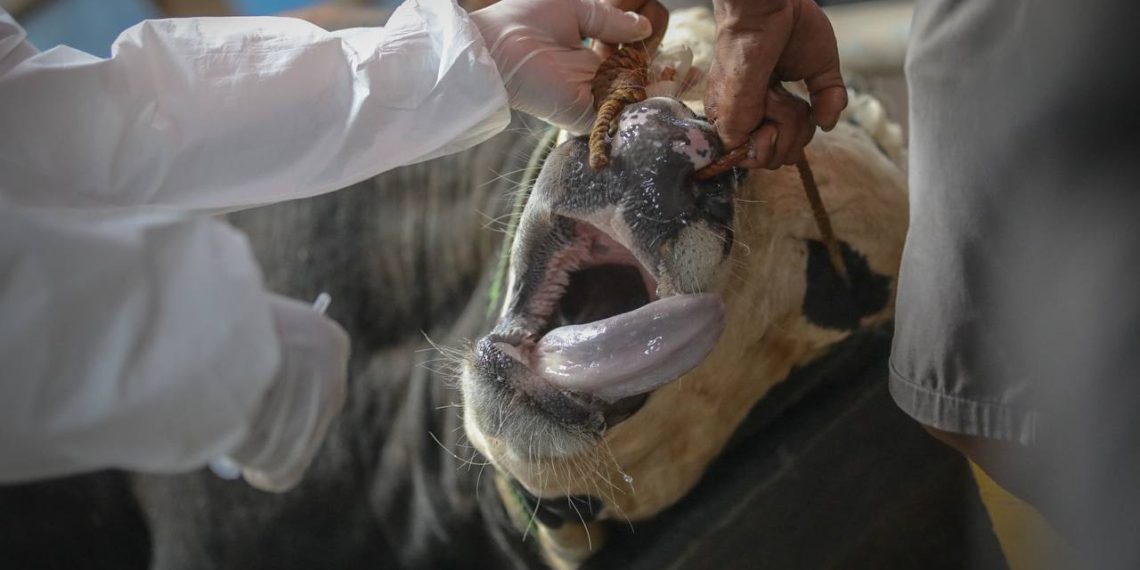 PMK Pada Ternak Bisa Dikendalikan