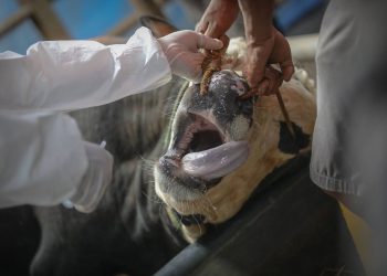 PMK Pada Ternak Bisa Dikendalikan