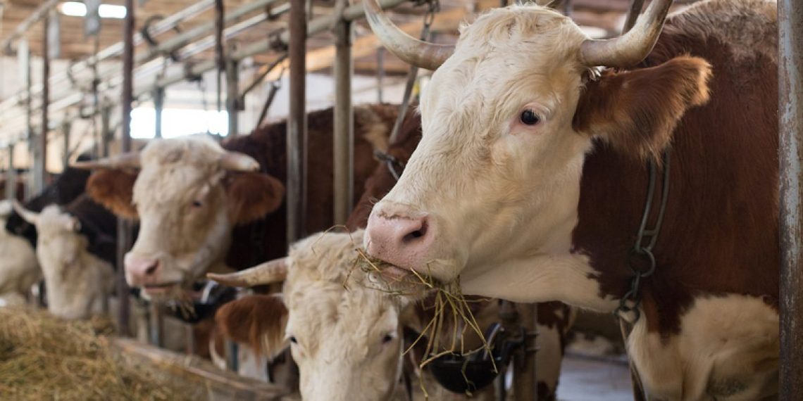 Jangan Anggap Enteng Virus PMK