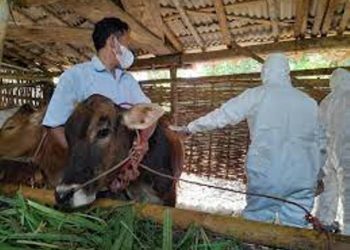 Kementan Pastikan Vaksin PMK Aman bagi Ternak