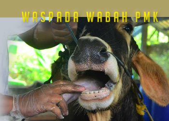 PMK Pada Ternak Bisa Dikendalikan