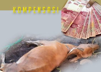 PMK Pada Ternak Bisa Dikendalikan