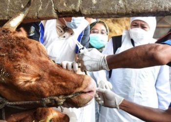 PMK Pada Ternak Bisa Dikendalikan