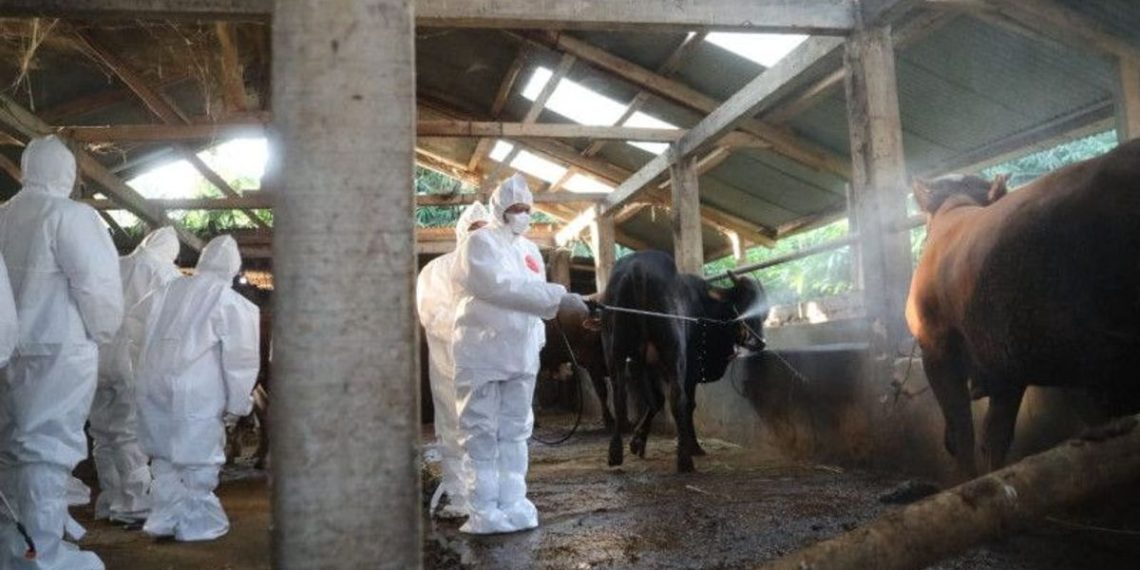 Satgas PMK Ingatkan Pemda Tetap Waspada Virus PMK