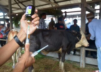 PMK Pada Ternak Bisa Dikendalikan