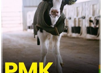PMK Pada Ternak Bisa Dikendalikan