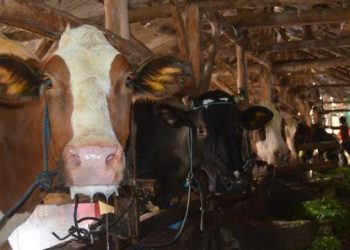 DPR RI dan Kementan Pantau Pergantian Ternak