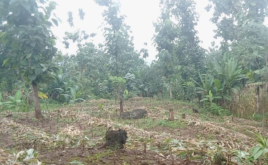 lahan hutan jati rusak akibat KHDPK