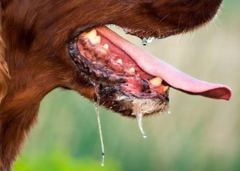 Meski Nol Kasus Rabies,  Jabar Tetap Waspada