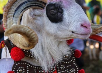 Kontes Ternak dan Expo Pangan Jadi Pemulihan Ekonomi