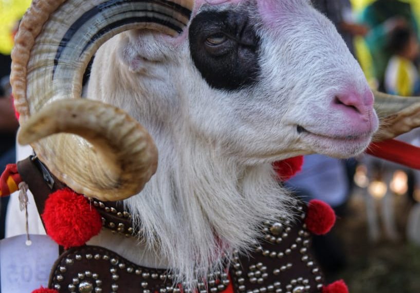 Kontes Ternak dan Expo Pangan Jadi Pemulihan Ekonomi