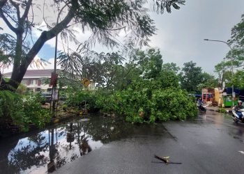 Puluhan Pohon Tumbang, Hujan Es dan Angin Kencang Terjang Kota Cimahi