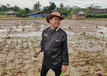 Menang Quick Count Pilgub Jabar, Kang Dedi Mulyadi Tanam Padi Organik di Lembur Pakuan