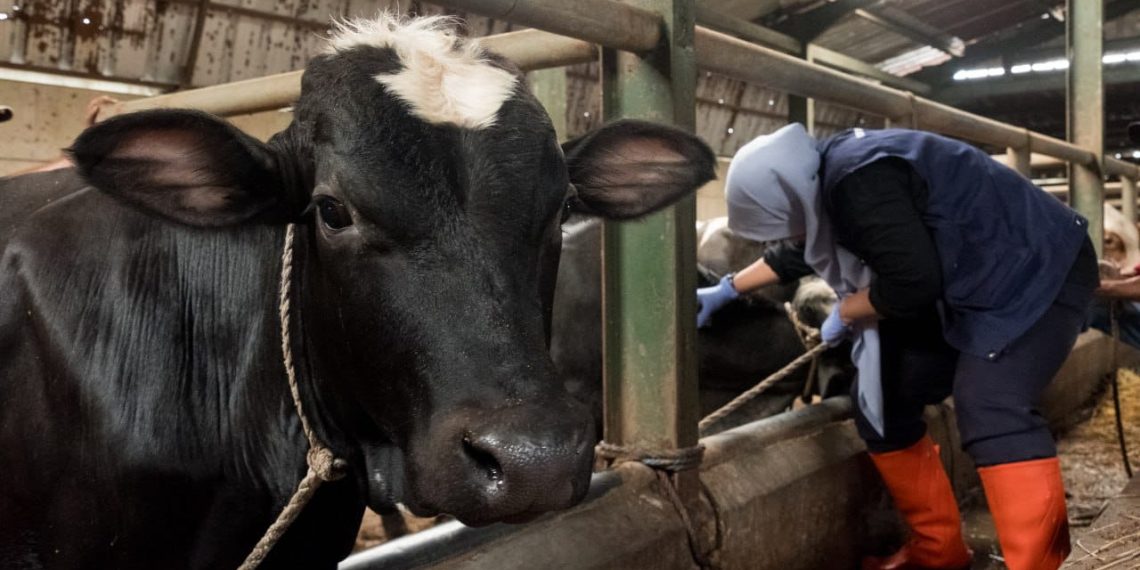 Begini Jurus DKPP Kota Bandung Jaga Ketahanan Pangan dan Cegah Wabah PMK