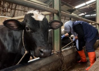 Begini Jurus DKPP Kota Bandung Jaga Ketahanan Pangan dan Cegah Wabah PMK