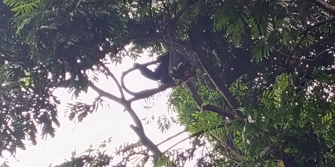 Dampak Dualisme Manajemen, Siamang di Bandung Zoo Mogok Makan