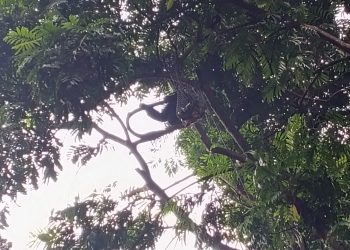 Dampak Dualisme Manajemen, Siamang di Bandung Zoo Mogok Makan
