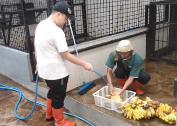 Edukasi Konservasi Satwa, Bandung Zoo Adakan Pelatihan Junior Keeper