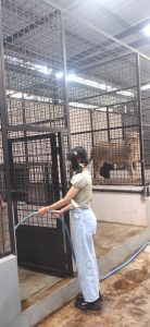 Program Pelatihan.Junior keeper di Bandung Zoo menjadi program edukasi untuk konservasi satwa di Bandung Zoo.