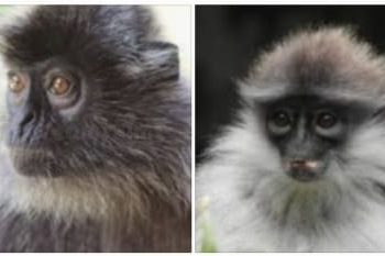 Monyet Surili, Ikon Bandung Zoo yang Jadi Incaran 